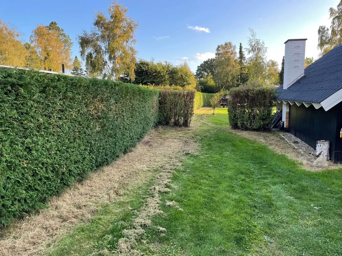 Nyklippet hæk og slået græsplæne i en have